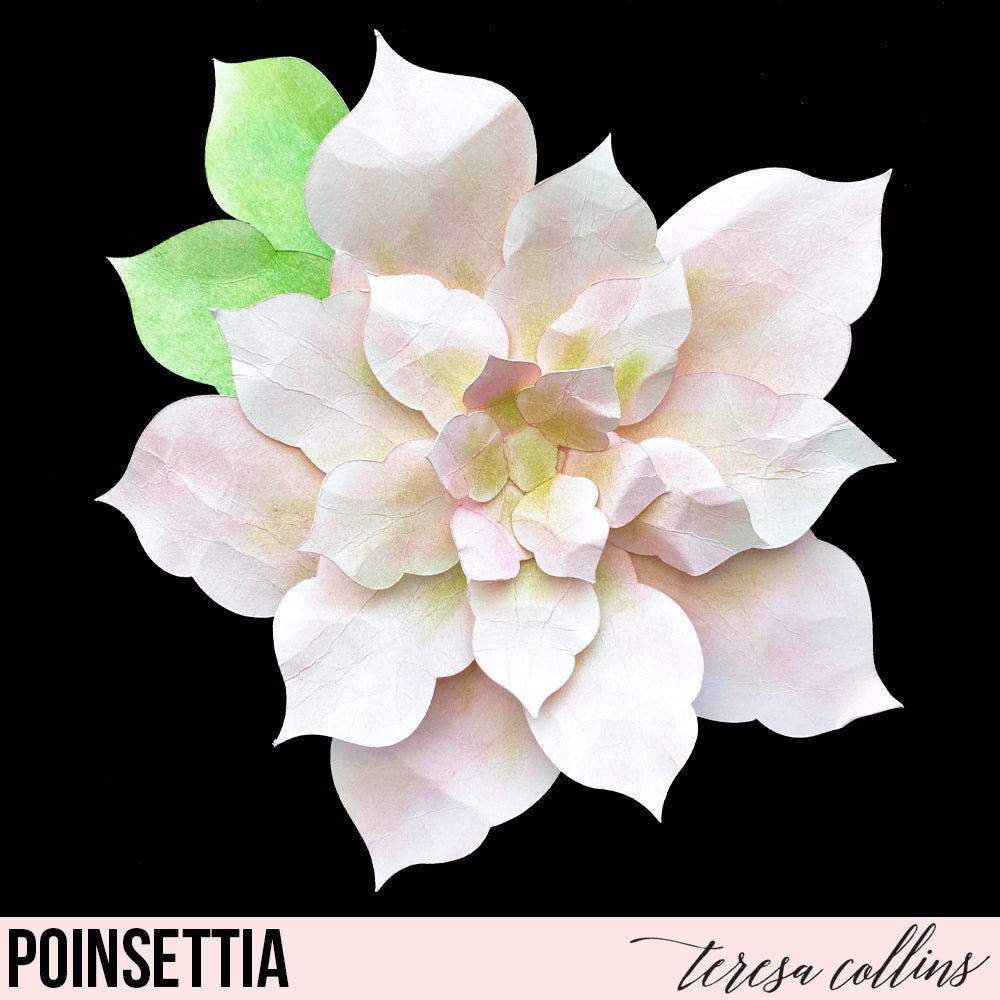Poinsettia