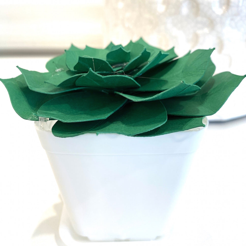 SUCCULENT